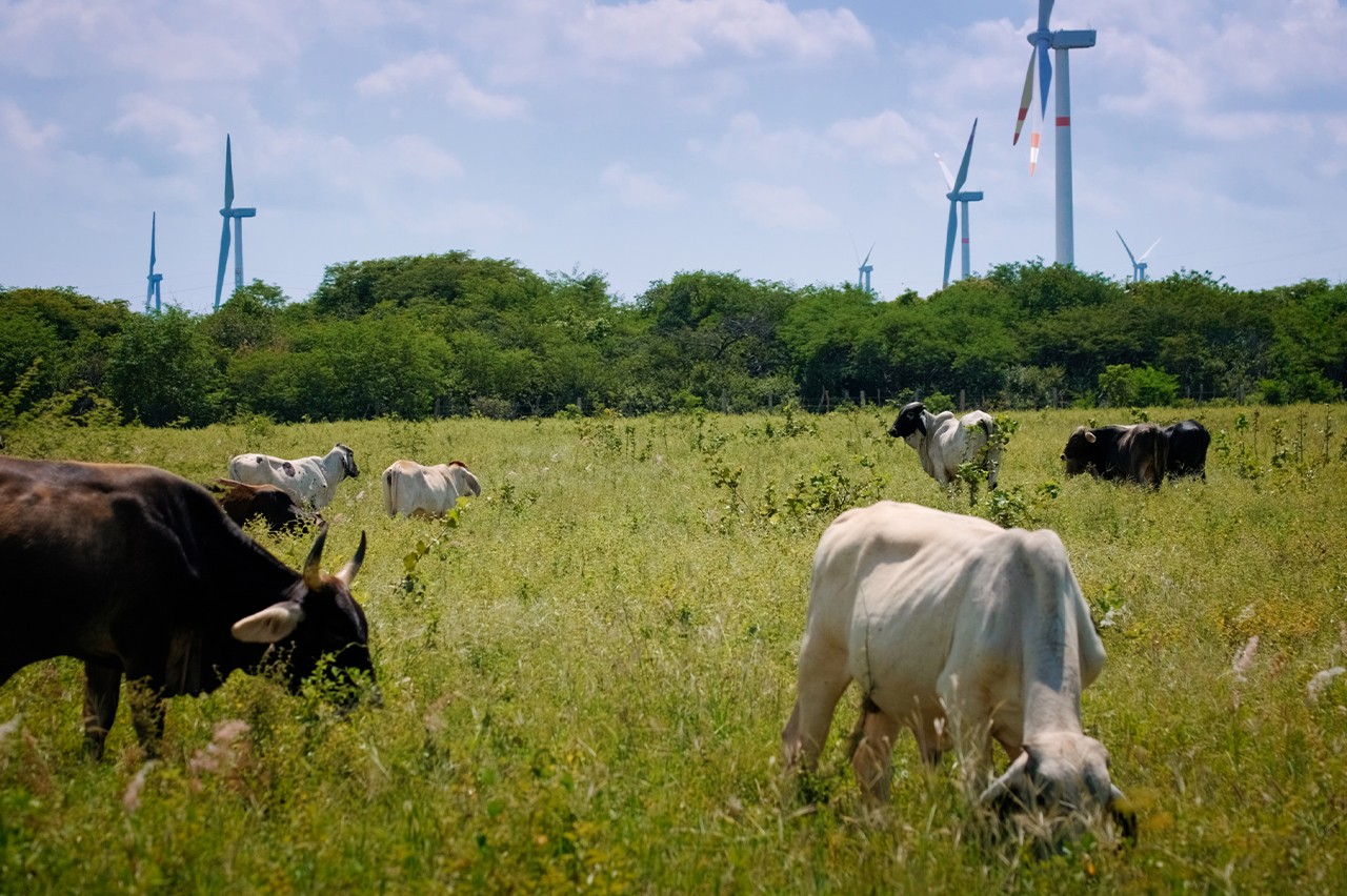 Clean energies and development in mexico